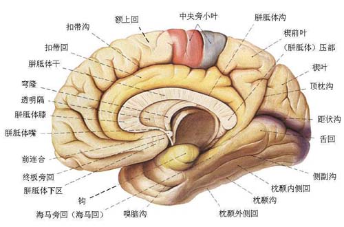 济南癫痫病专科医院